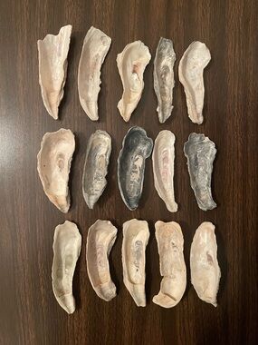 4-5” Oyster Shells (15) - Cleaned & Ready for Crafts/Decoupage/Wedding Decor!